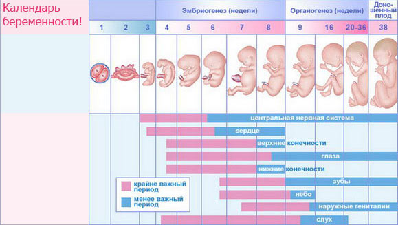 Календарь беременности