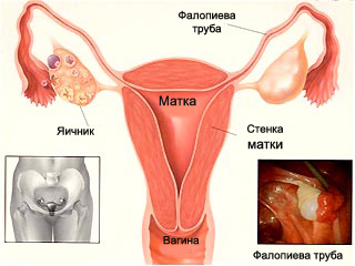 1-я неделя беременности