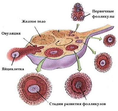 2-я неделя беременности