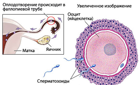 3-я неделя беременности