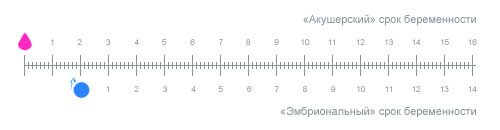 Как правильно определить срок беременности?